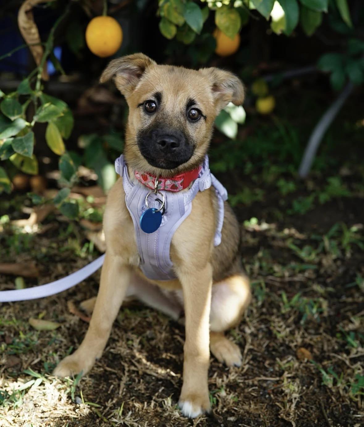 Enlarge Cortina, a ADOPTABLE mixed breed in Pasadena, CA image 1/5