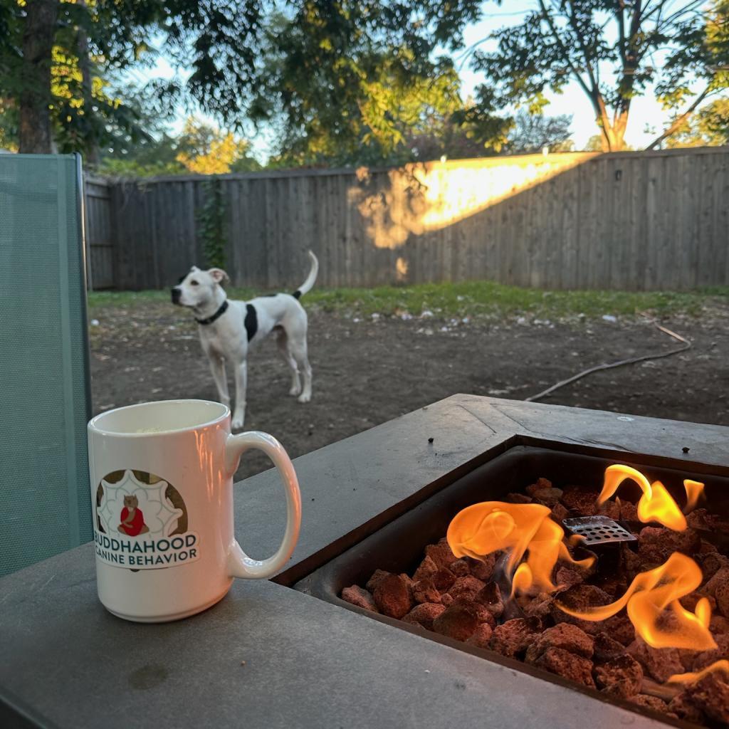 Ferguson, Adoptable, Adult Male Pit Bull Terrier.