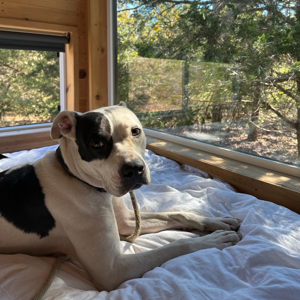 Enlarge Ferguson, a Adoptable Pit Bull Terrier in Dallas, TX image 4/6
