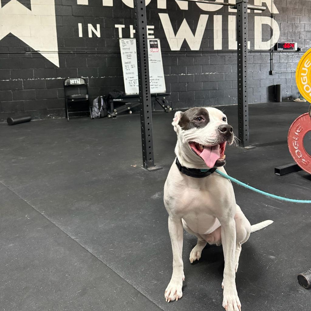 Enlarge Ferguson, a Adoptable Pit Bull Terrier in Dallas, TX image 5/6