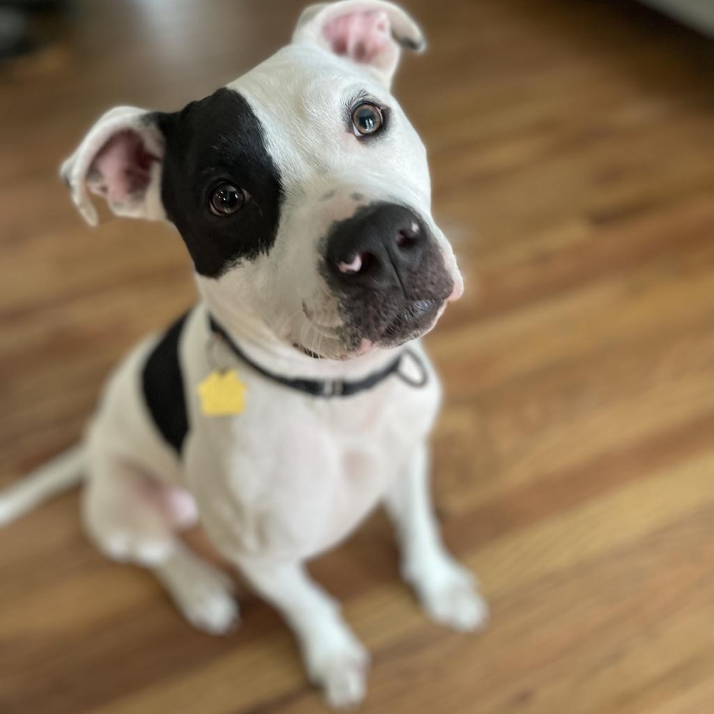 Enlarge Ferguson, a Adoptable Pit Bull Terrier in Dallas, TX image 6/6