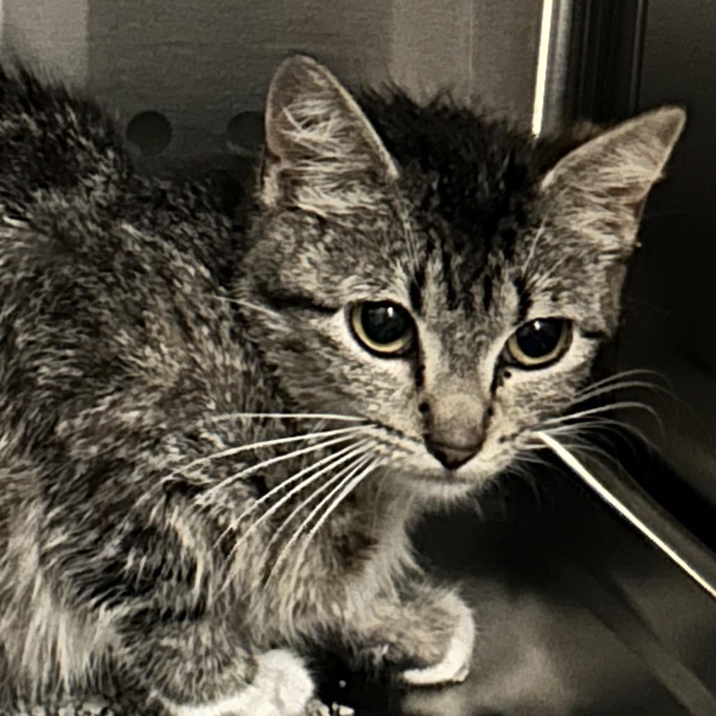 Enlarge Mama Andrea, a Adoptable Domestic Short Hair in Denver, CO image 1/6