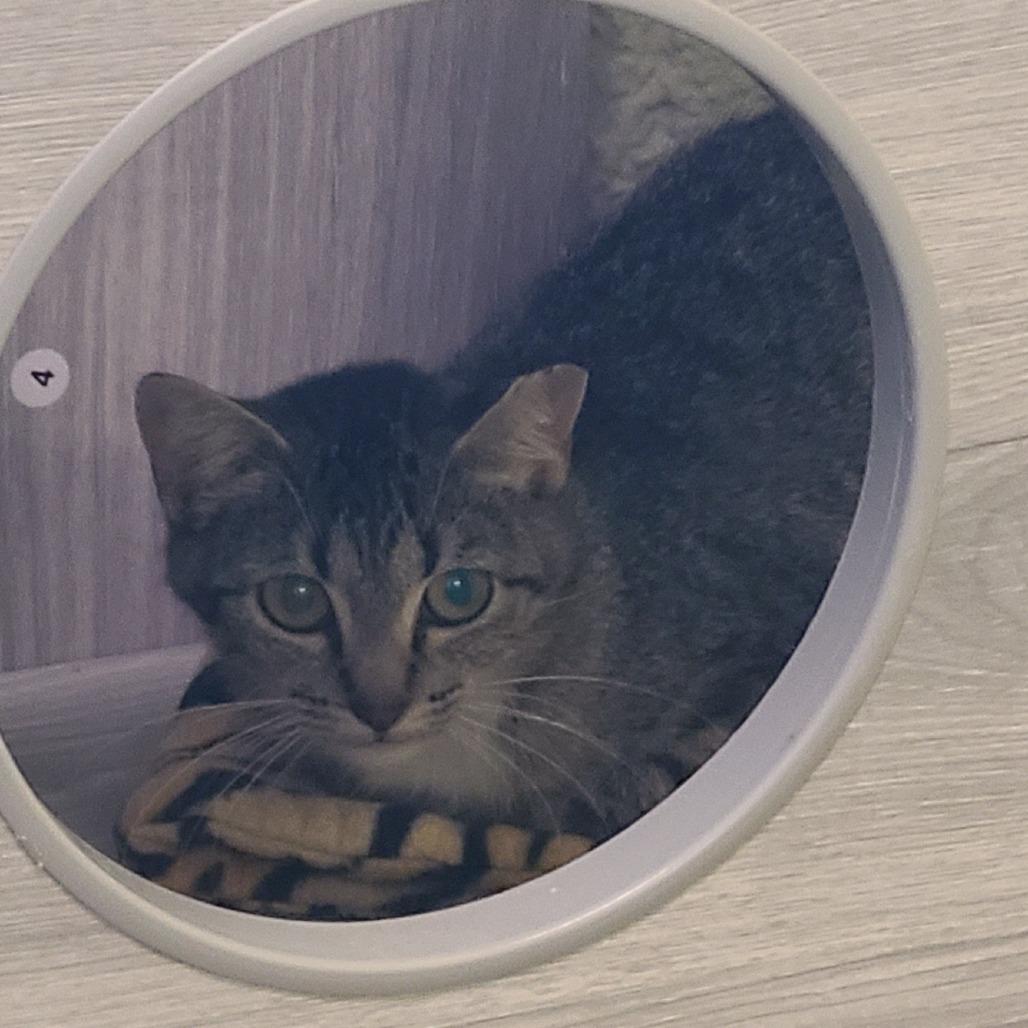 Enlarge Mama Andrea, a Adoptable Domestic Short Hair in Denver, CO image 2/6