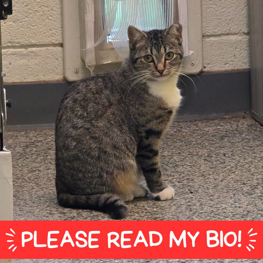 Enlarge Mama Andrea, a Adoptable Domestic Short Hair in Denver, CO image 3/6