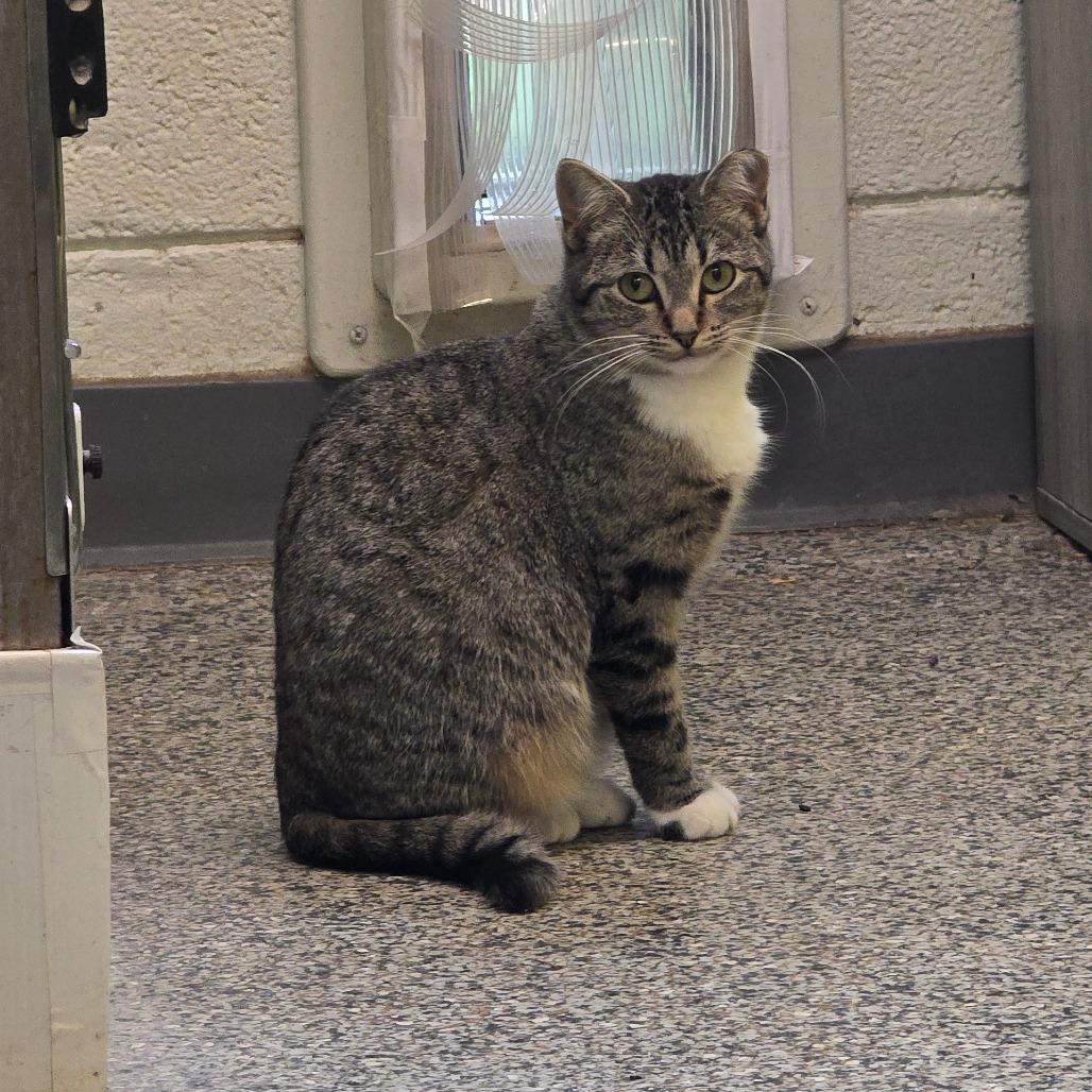 Enlarge Mama Andrea, a Adoptable Domestic Short Hair in Denver, CO image 4/6