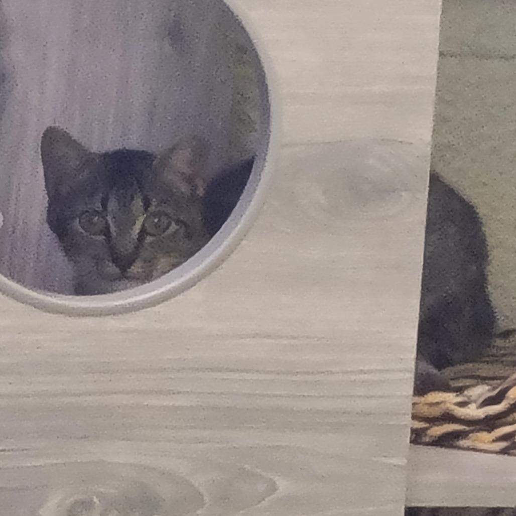 Enlarge Mama Andrea, a Adoptable Domestic Short Hair in Denver, CO image 5/6