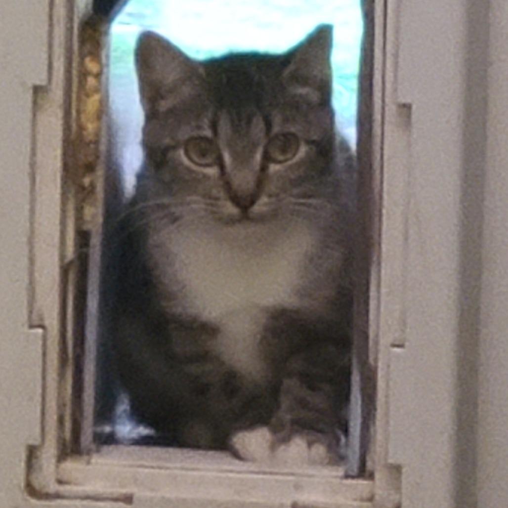 Enlarge Mama Andrea, a Adoptable Domestic Short Hair in Denver, CO image 6/6