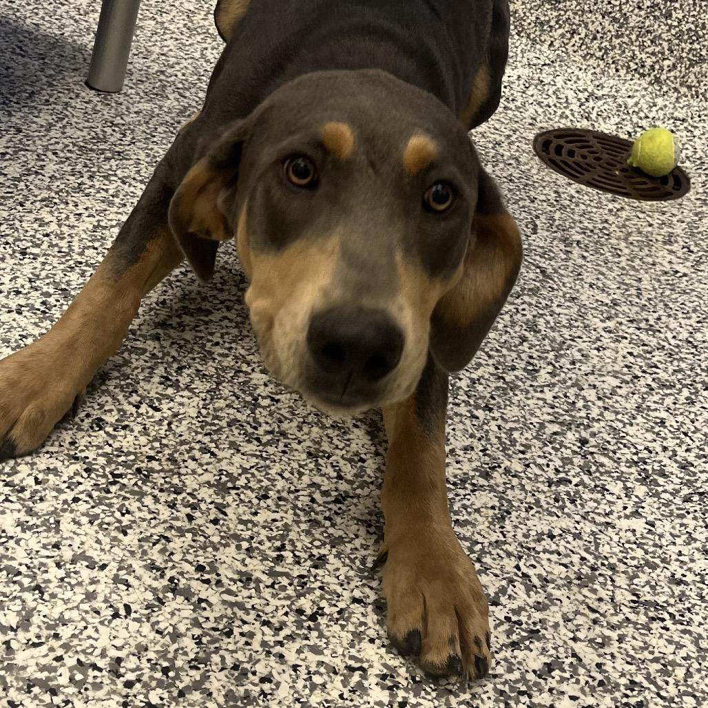 Enlarge Rorshack, a Adoptable mixed breed in Madisonville, TN image 1/1