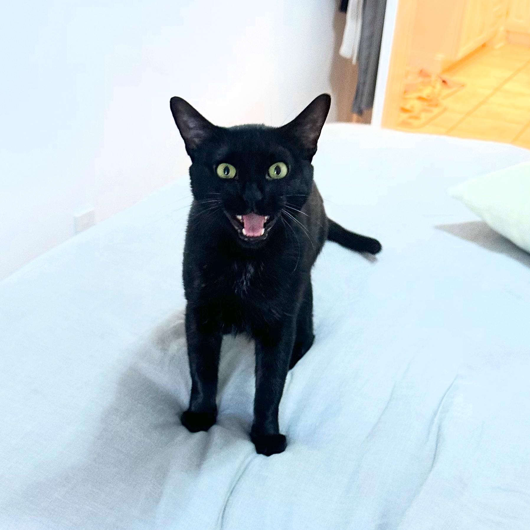 Xena, adoptable, Adult Female Domestic Short Hair.