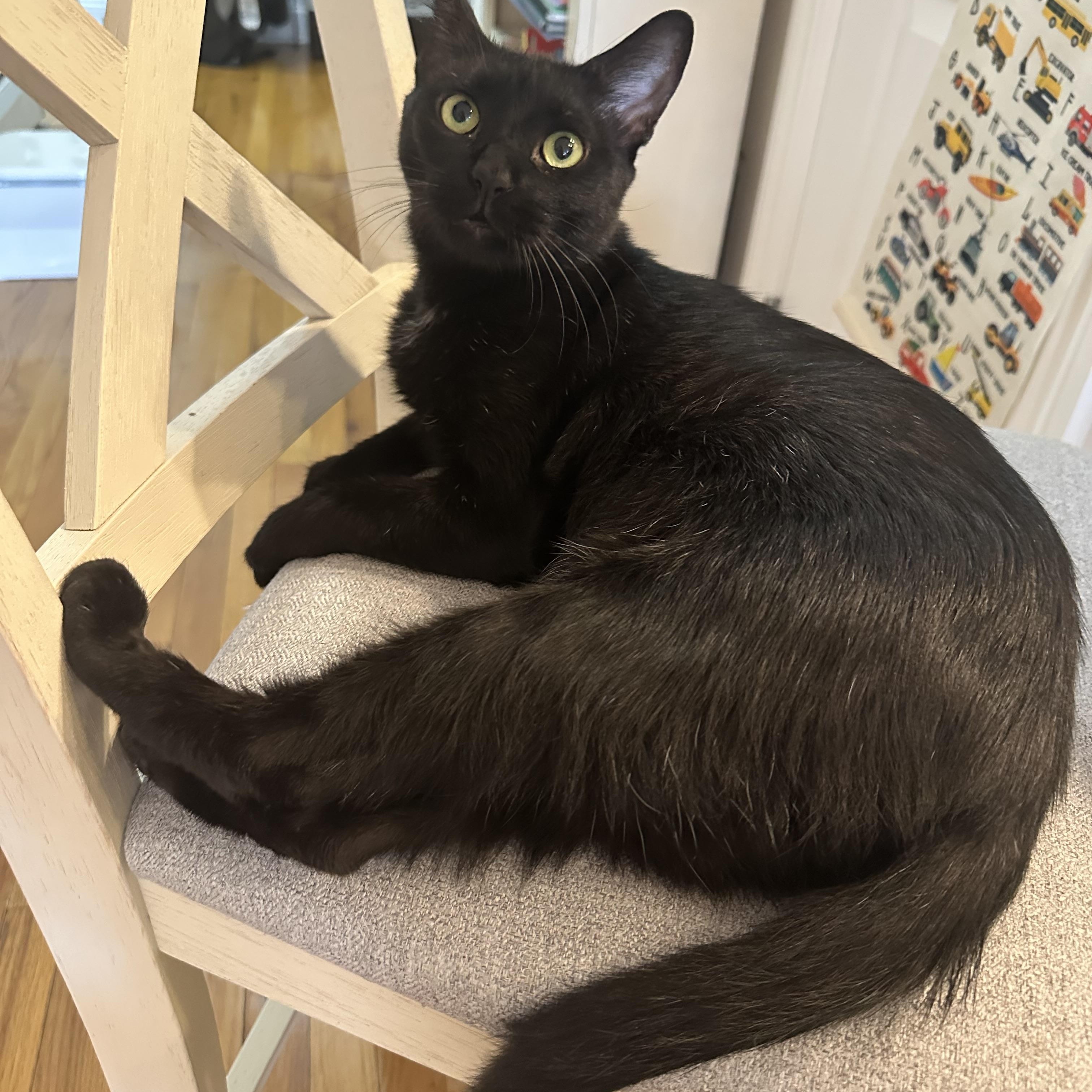 Enlarge Xena, an adoptable Domestic Short Hair in New York, NY image 4/6