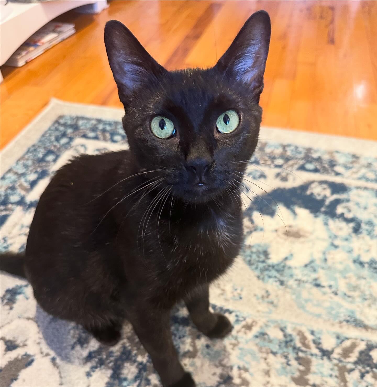 Enlarge Xena, an adoptable Domestic Short Hair in New York, NY image 3/6