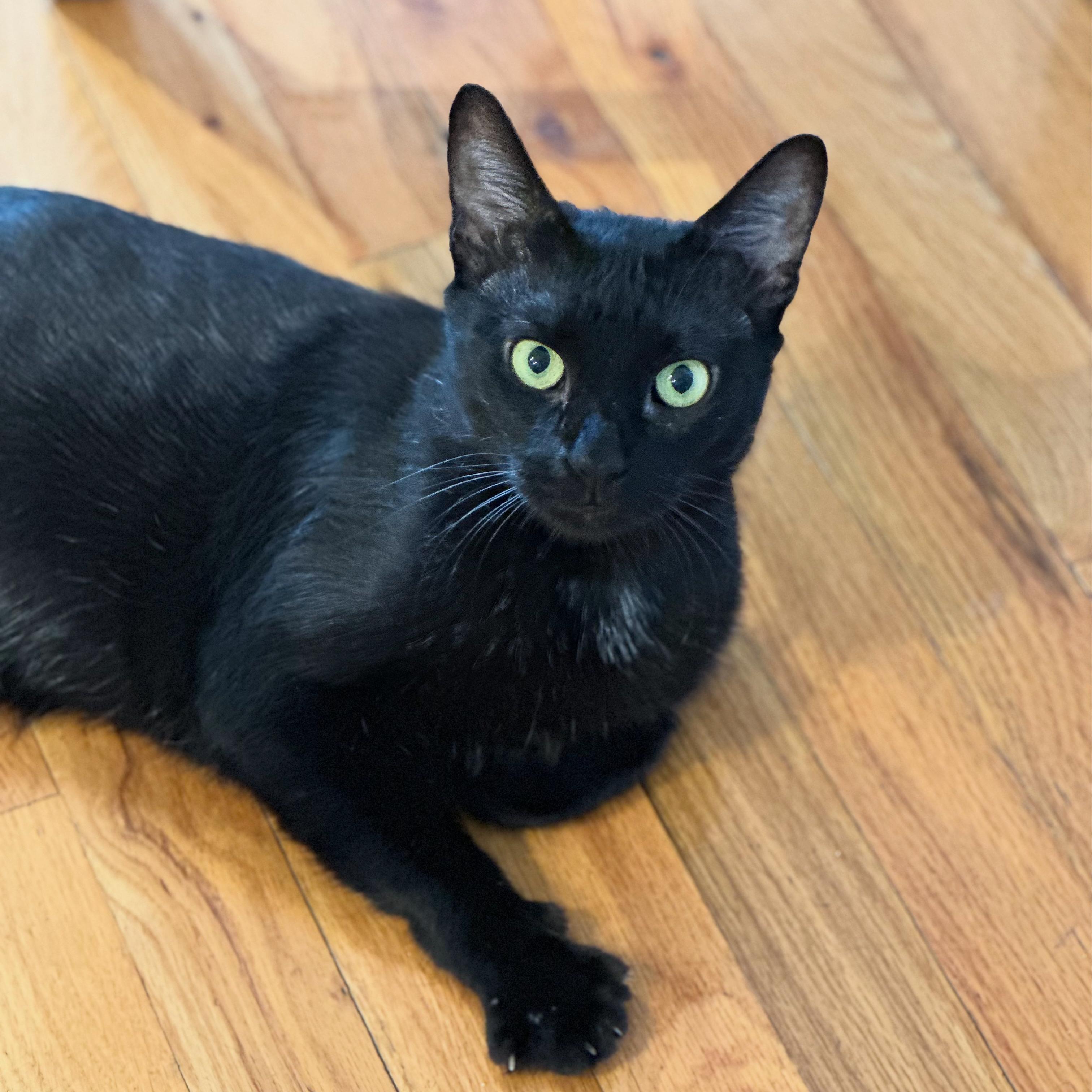 Enlarge Xena, an adoptable Domestic Short Hair in New York, NY image 5/6