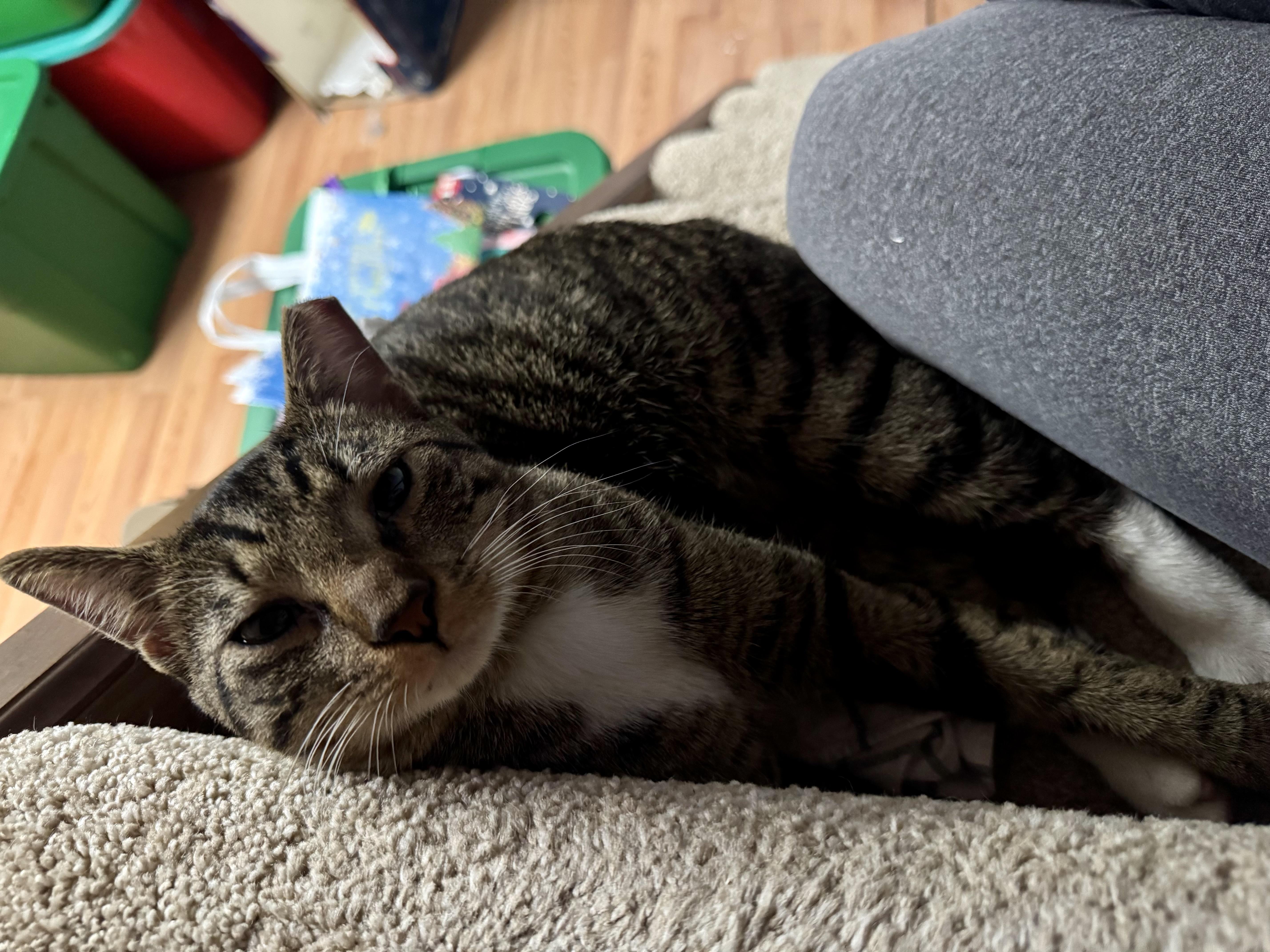 Enlarge Lucky, an adopted American Wirehair in Glen Burnie, MD image 6/6