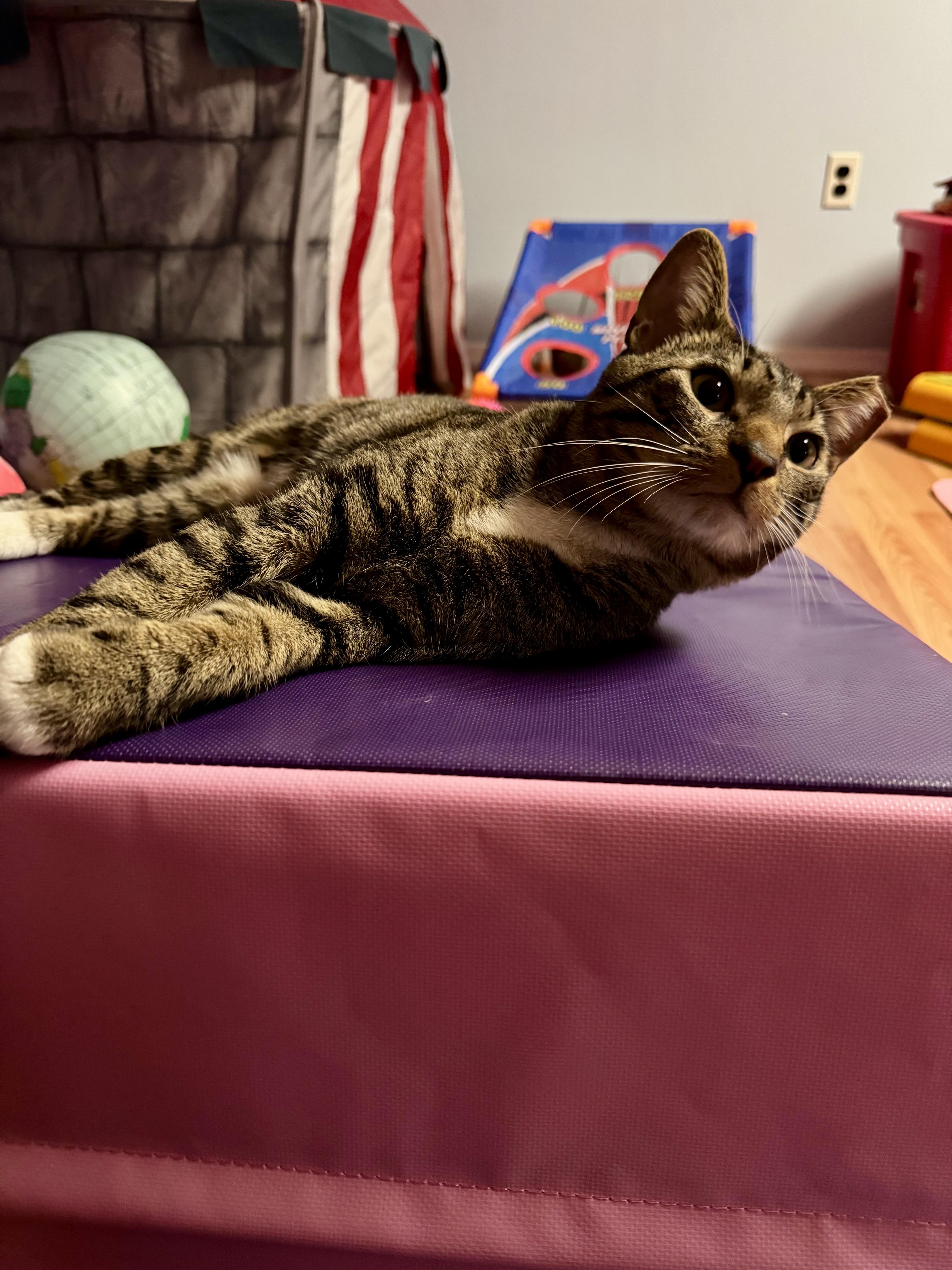 Enlarge Lucky, an adopted American Wirehair in Glen Burnie, MD image 3/6