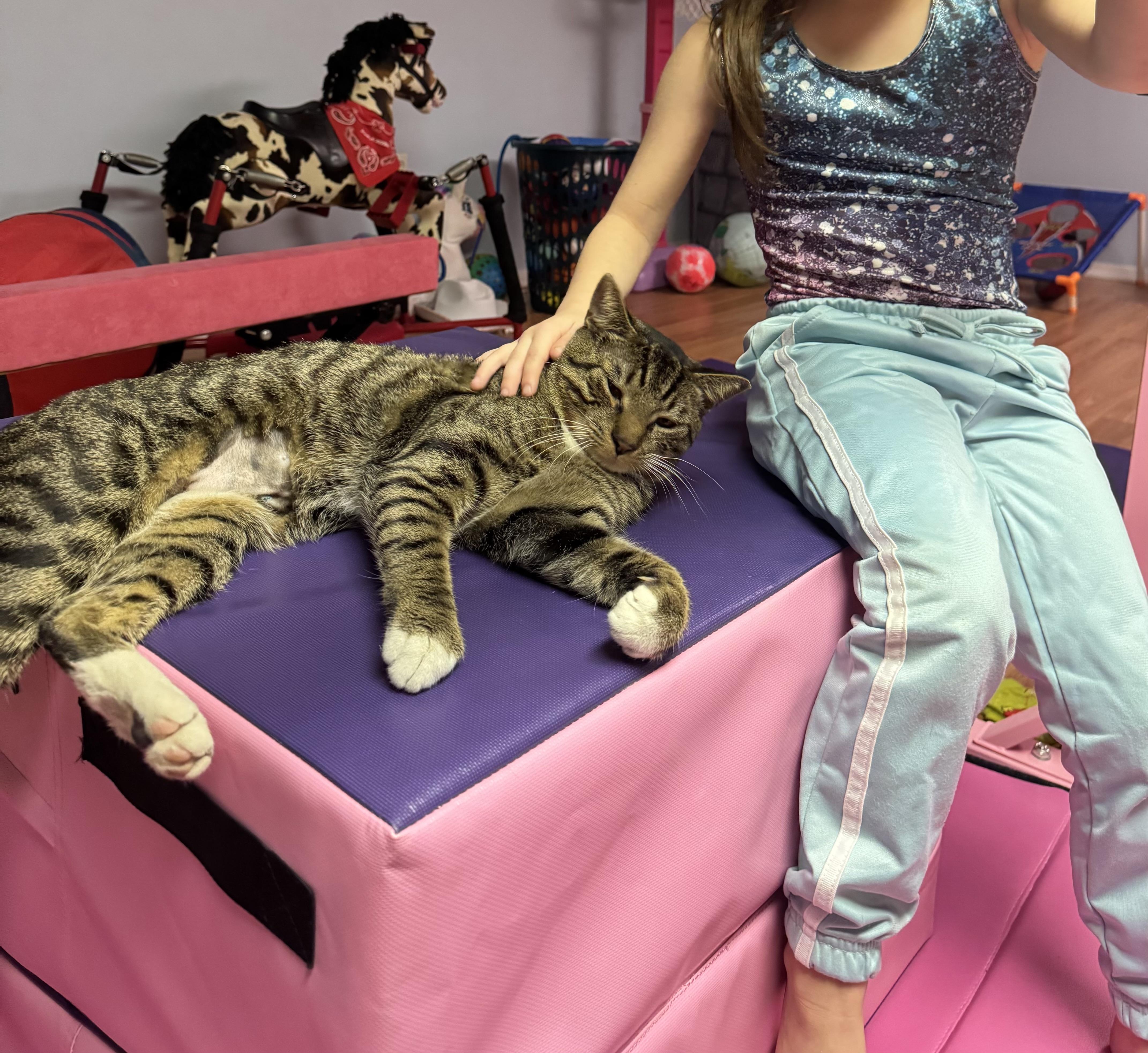 Lucky, ADOPTABLE, Young Male American Wirehair.