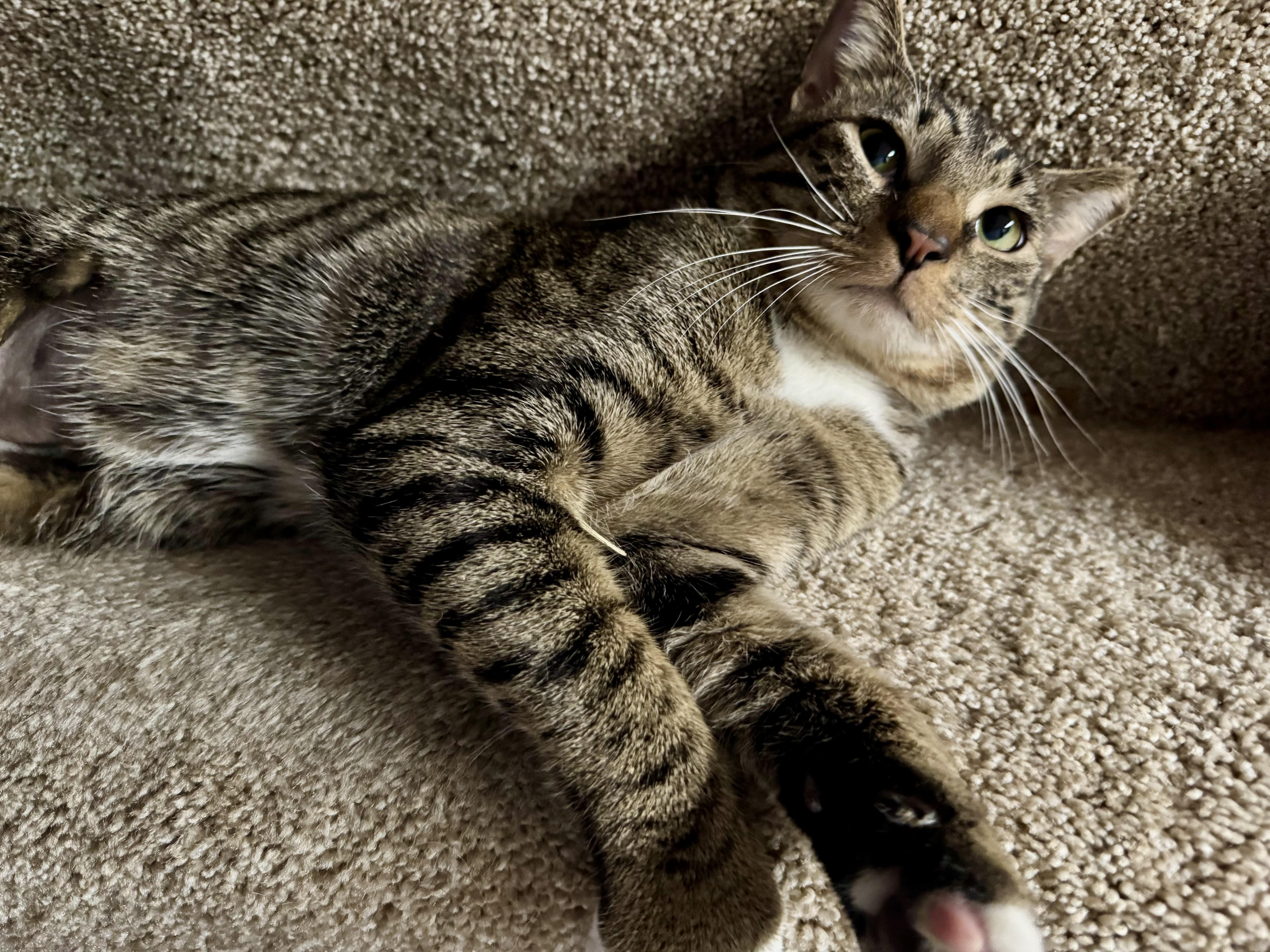 Enlarge Lucky, an adopted American Wirehair in Glen Burnie, MD image 2/6