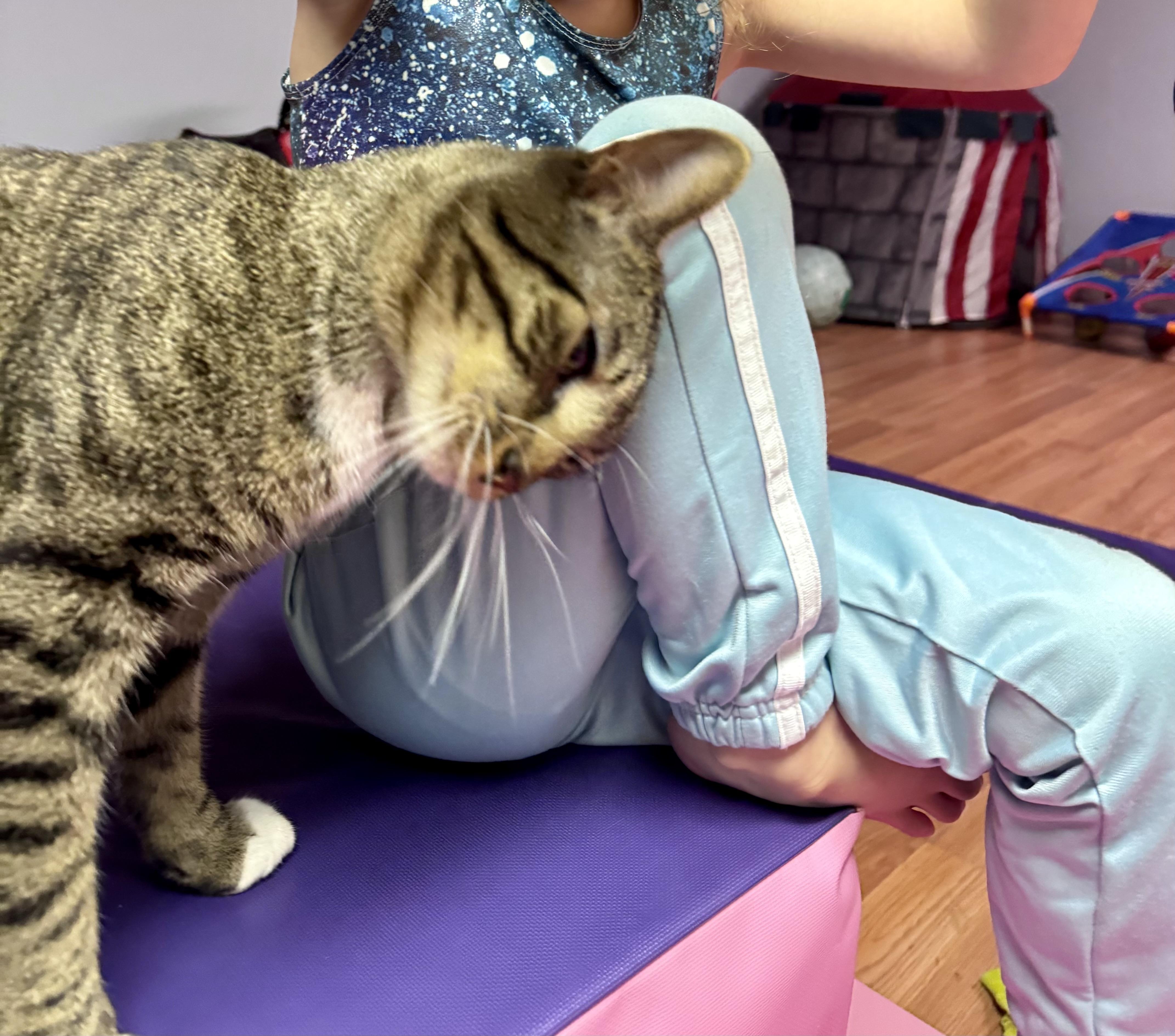 Enlarge Lucky, an adopted American Wirehair in Glen Burnie, MD image 5/6