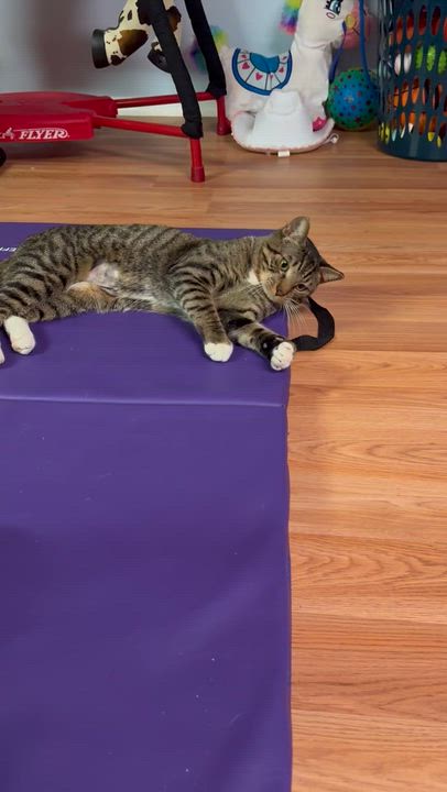 Enlarge Lucky, an adopted American Wirehair in Glen Burnie, MD video 4/6