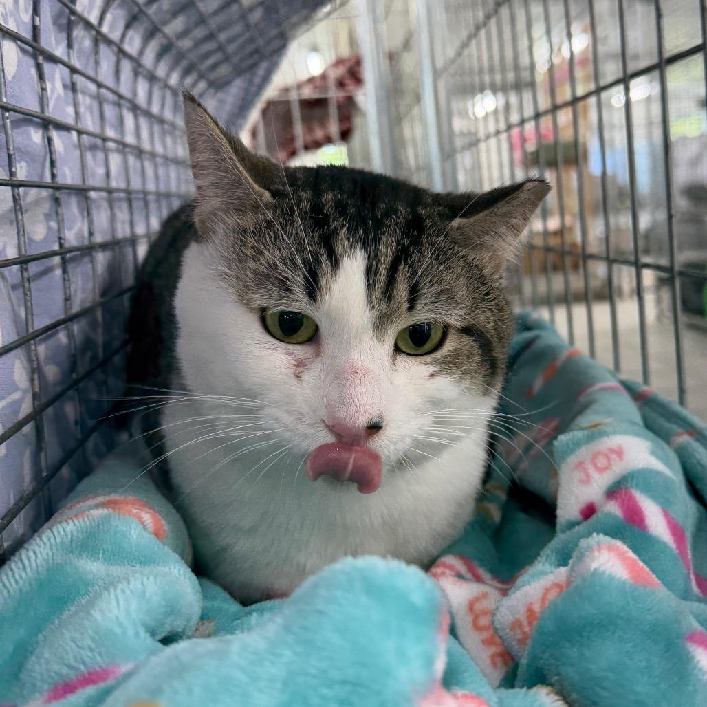 Cecil, a Adoptable Domestic Short Hair in East Smithfield , PA image 1/6