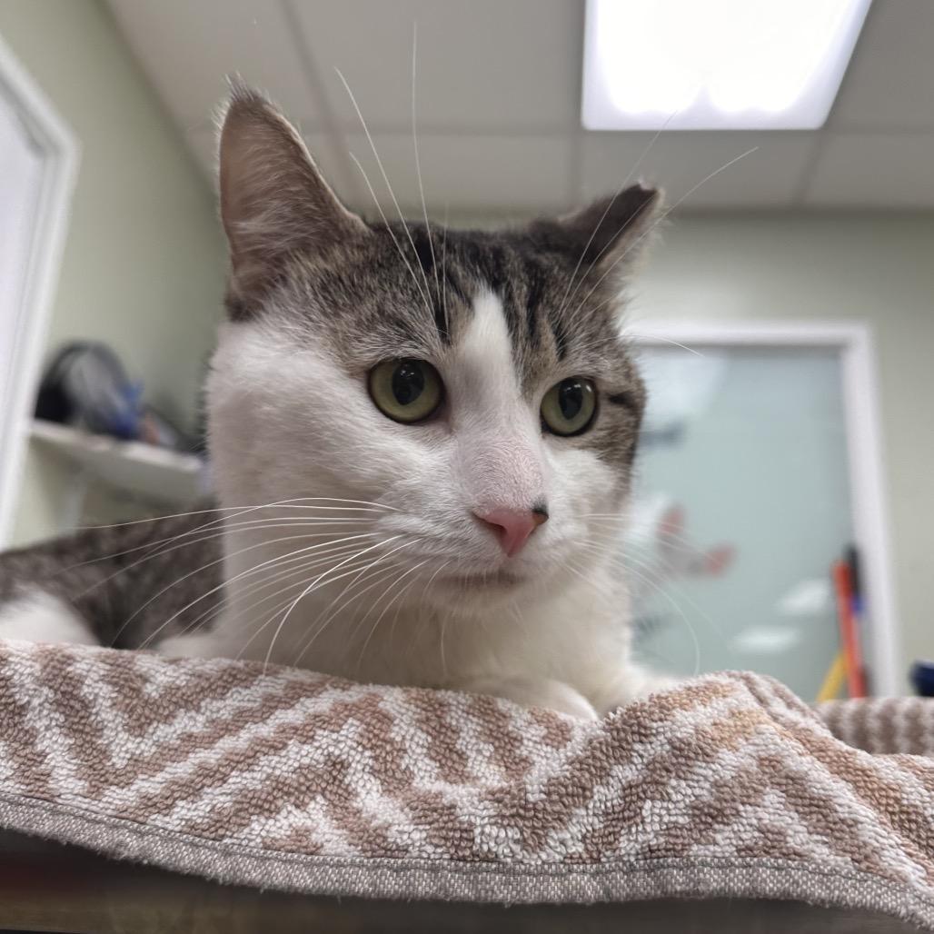 Cecil, a Adoptable Domestic Short Hair in East Smithfield , PA image 2/6