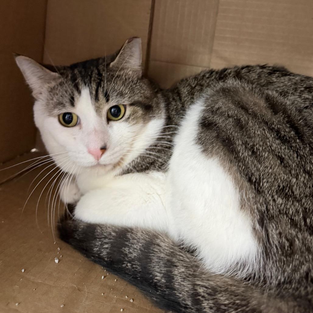 Cecil, a Adoptable Domestic Short Hair in East Smithfield , PA image 3/6