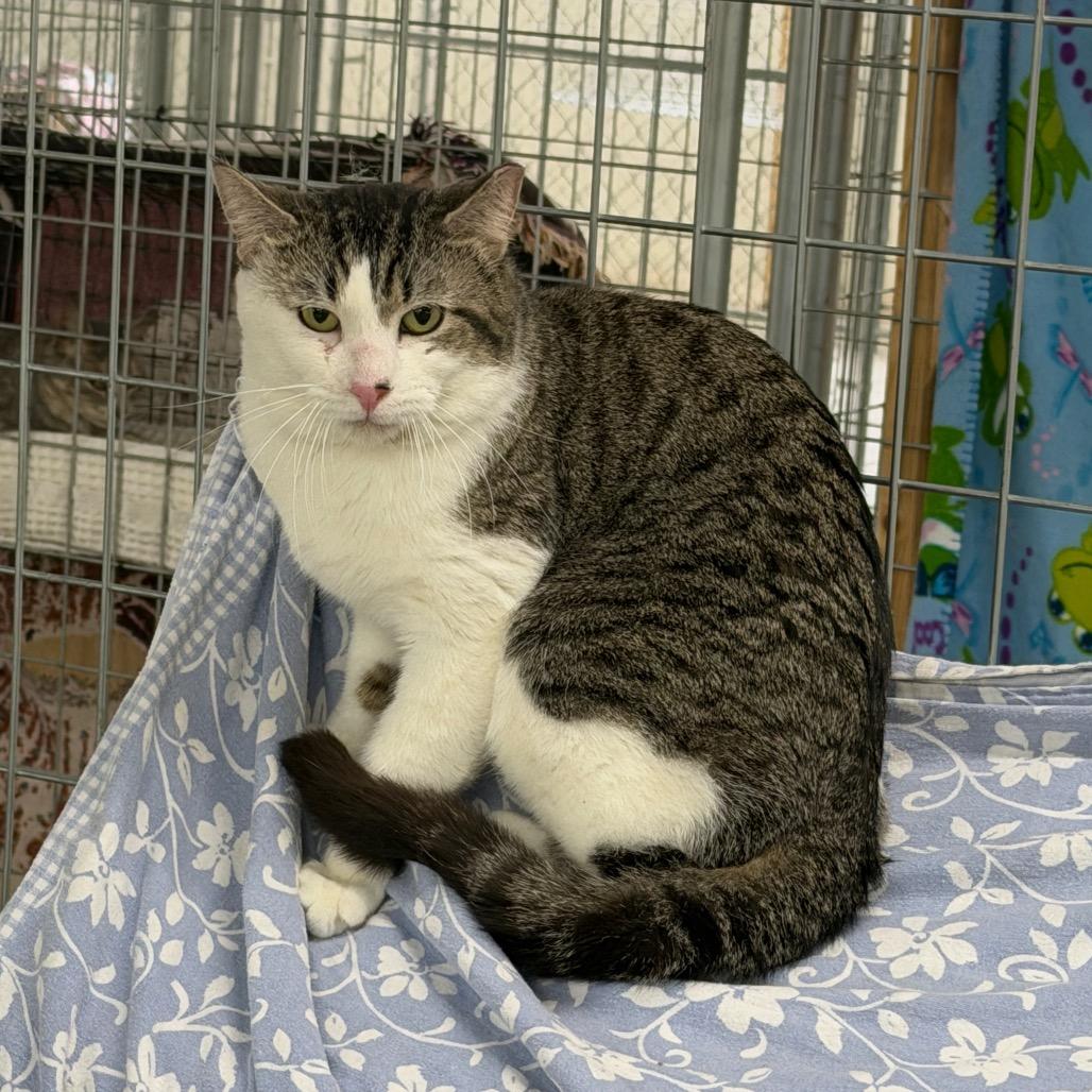 Cecil, a Adoptable Domestic Short Hair in East Smithfield , PA image 4/6
