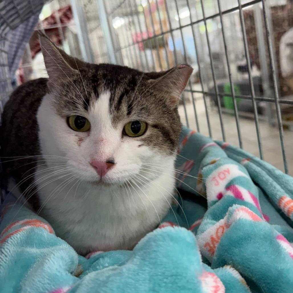 Cecil, a Adoptable Domestic Short Hair in East Smithfield , PA image 5/6