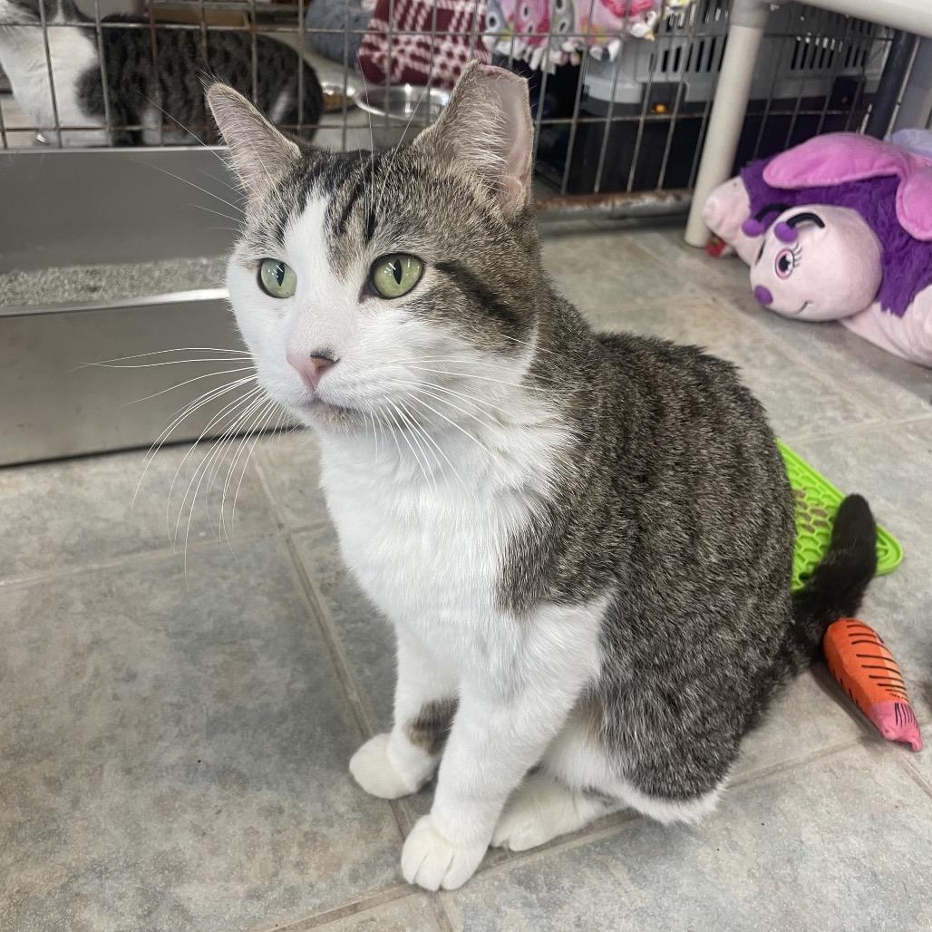 Cecil, a Adoptable Domestic Short Hair in East Smithfield , PA image 6/6