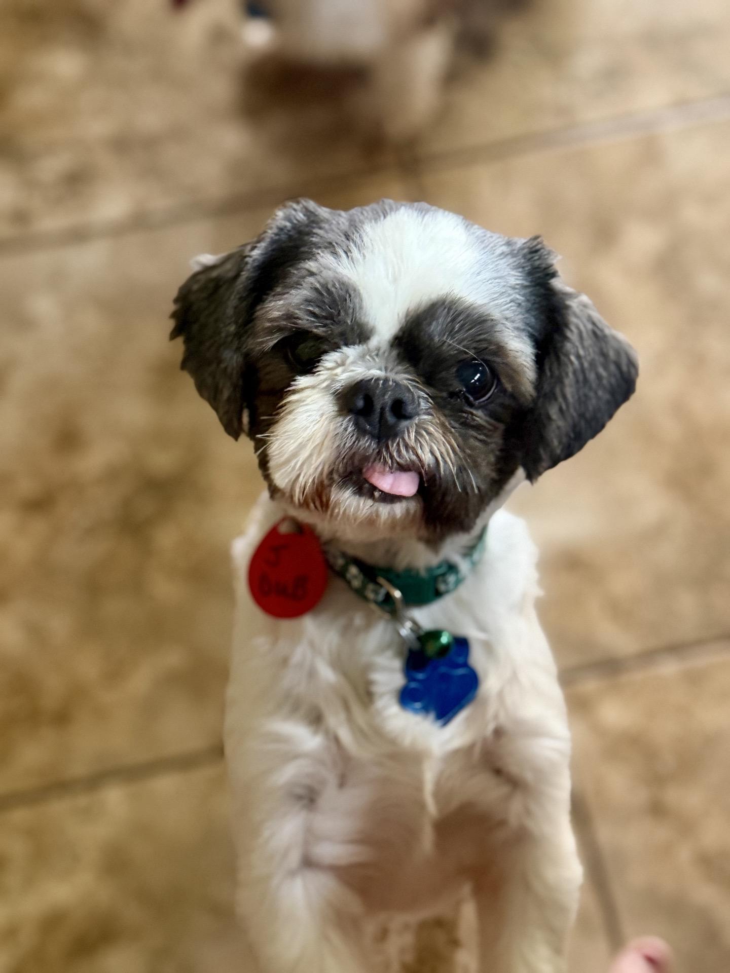 Enlarge JDub, a Adoptable mixed breed in Broken Arrow, OK image 1/5