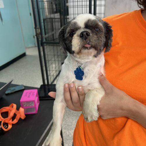 Enlarge JDub, a Adoptable mixed breed in Broken Arrow, OK image 3/5