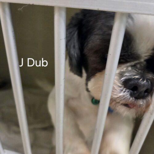 Enlarge JDub, a Adoptable mixed breed in Broken Arrow, OK image 4/5