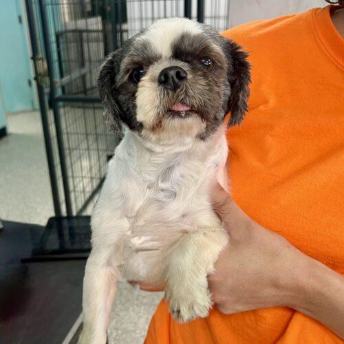 Enlarge JDub, a Adoptable mixed breed in Broken Arrow, OK image 5/5