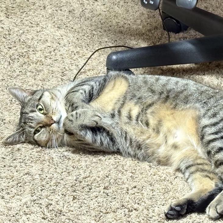 Enlarge Gladys Whiskerbean 55056, a Adoptable Domestic Short Hair in Eaton Rapids, MI image 1/6