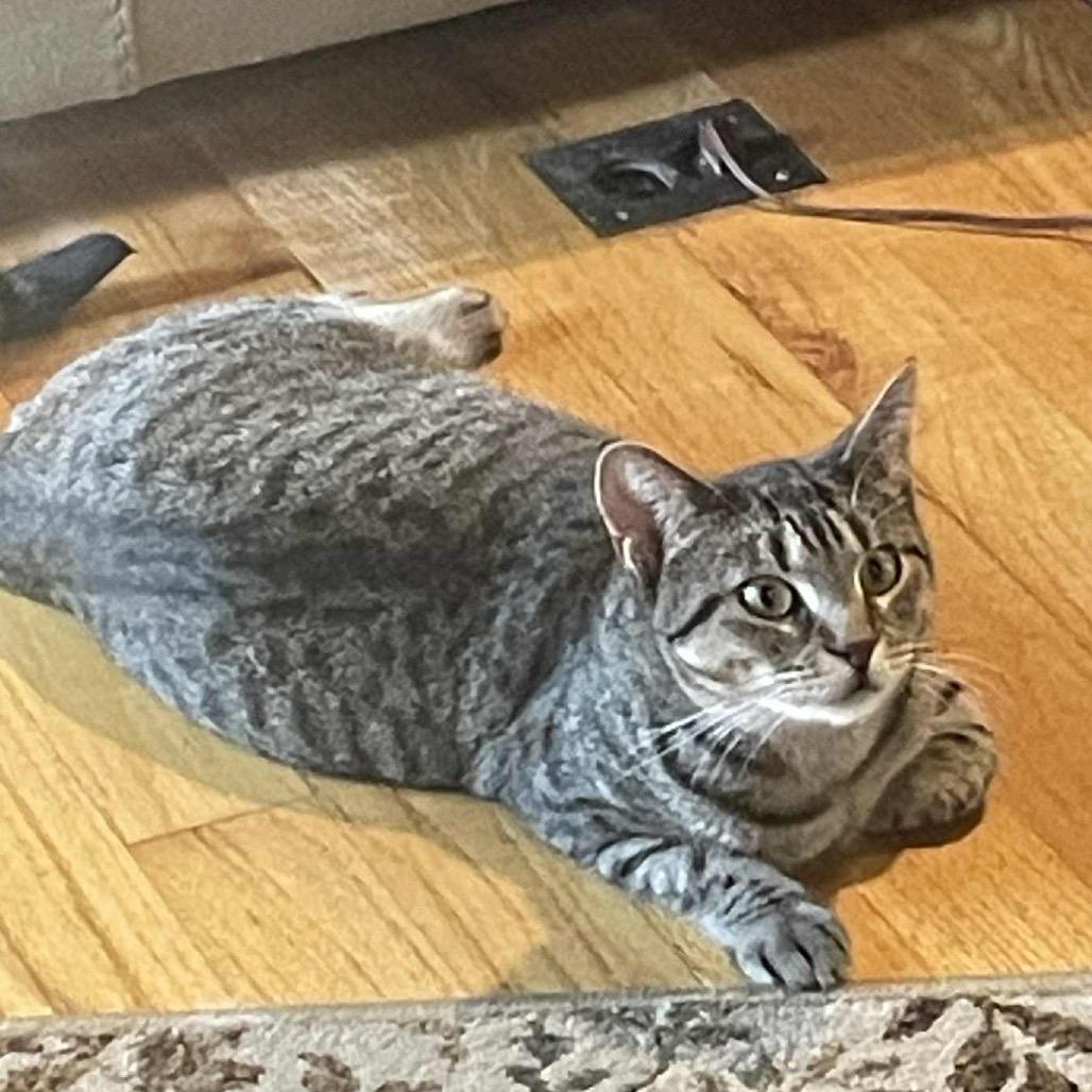 Enlarge Gladys Whiskerbean 55056, a Adoptable Domestic Short Hair in Eaton Rapids, MI image 2/6