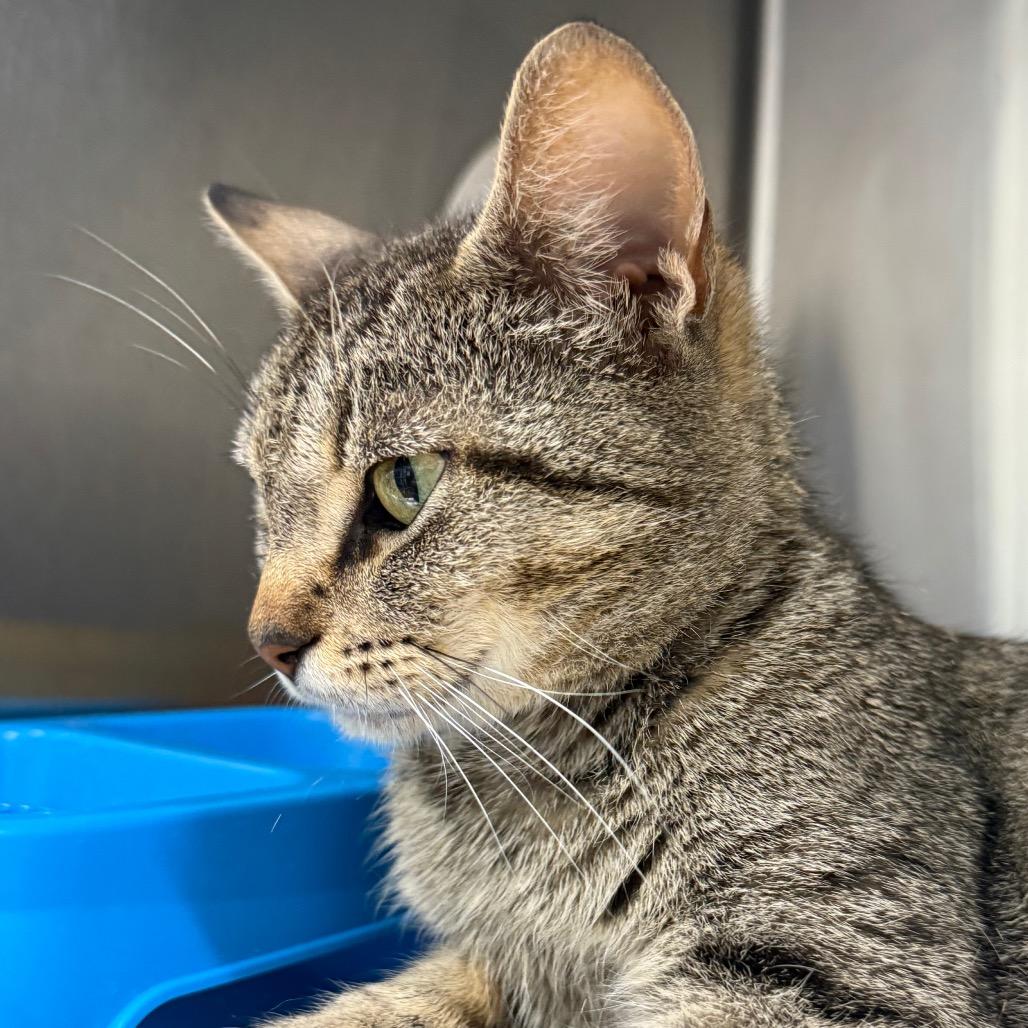 Enlarge Gladys Whiskerbean 55056, a Adoptable Domestic Short Hair in Eaton Rapids, MI image 3/6