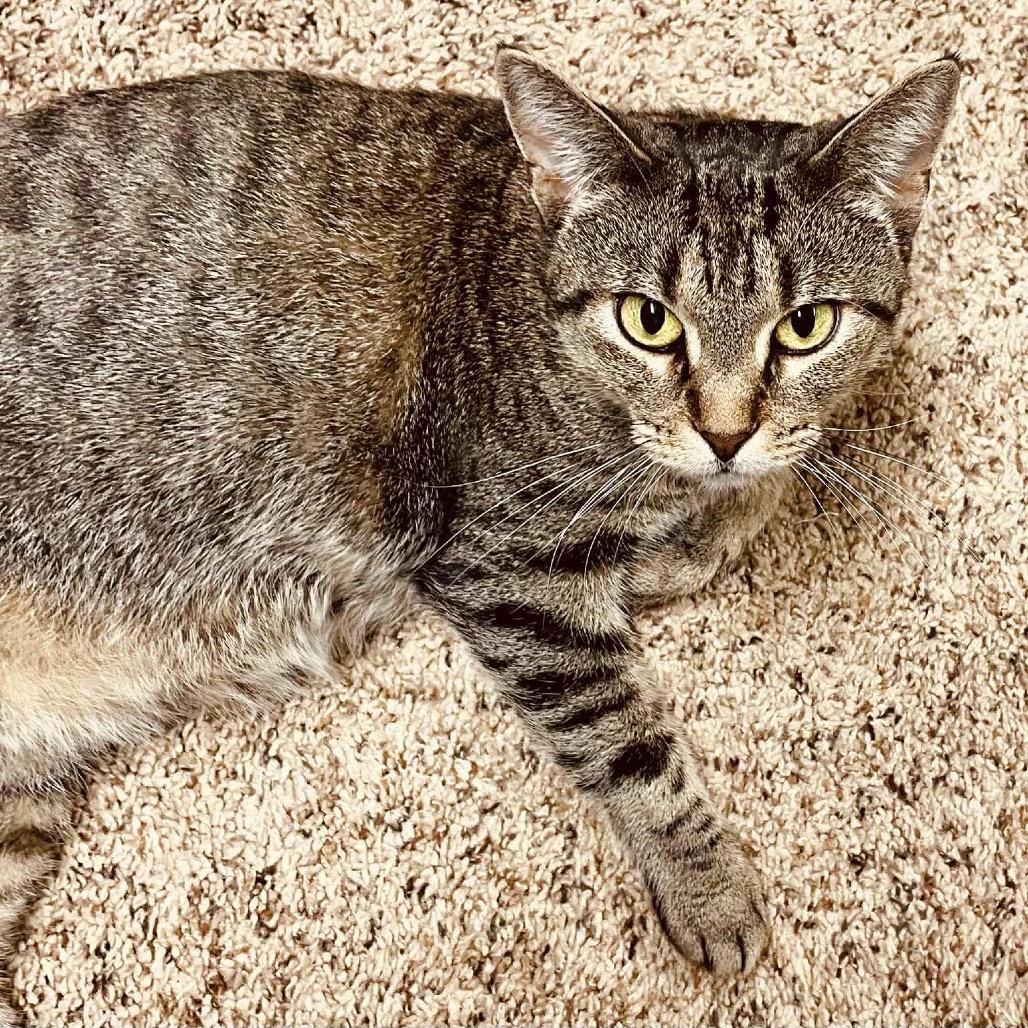 Enlarge Gladys Whiskerbean 55056, a Adoptable Domestic Short Hair in Eaton Rapids, MI image 5/6