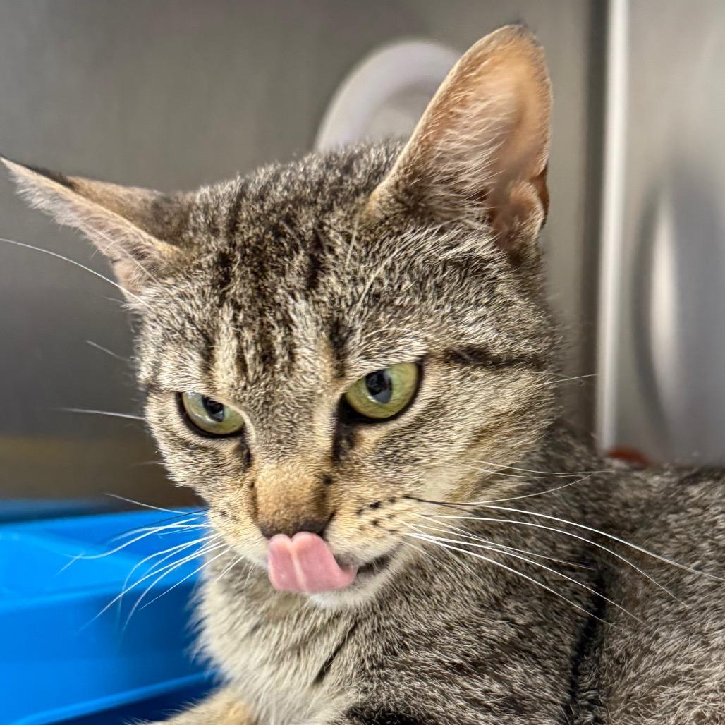 Enlarge Gladys Whiskerbean 55056, a Adoptable Domestic Short Hair in Eaton Rapids, MI image 6/6