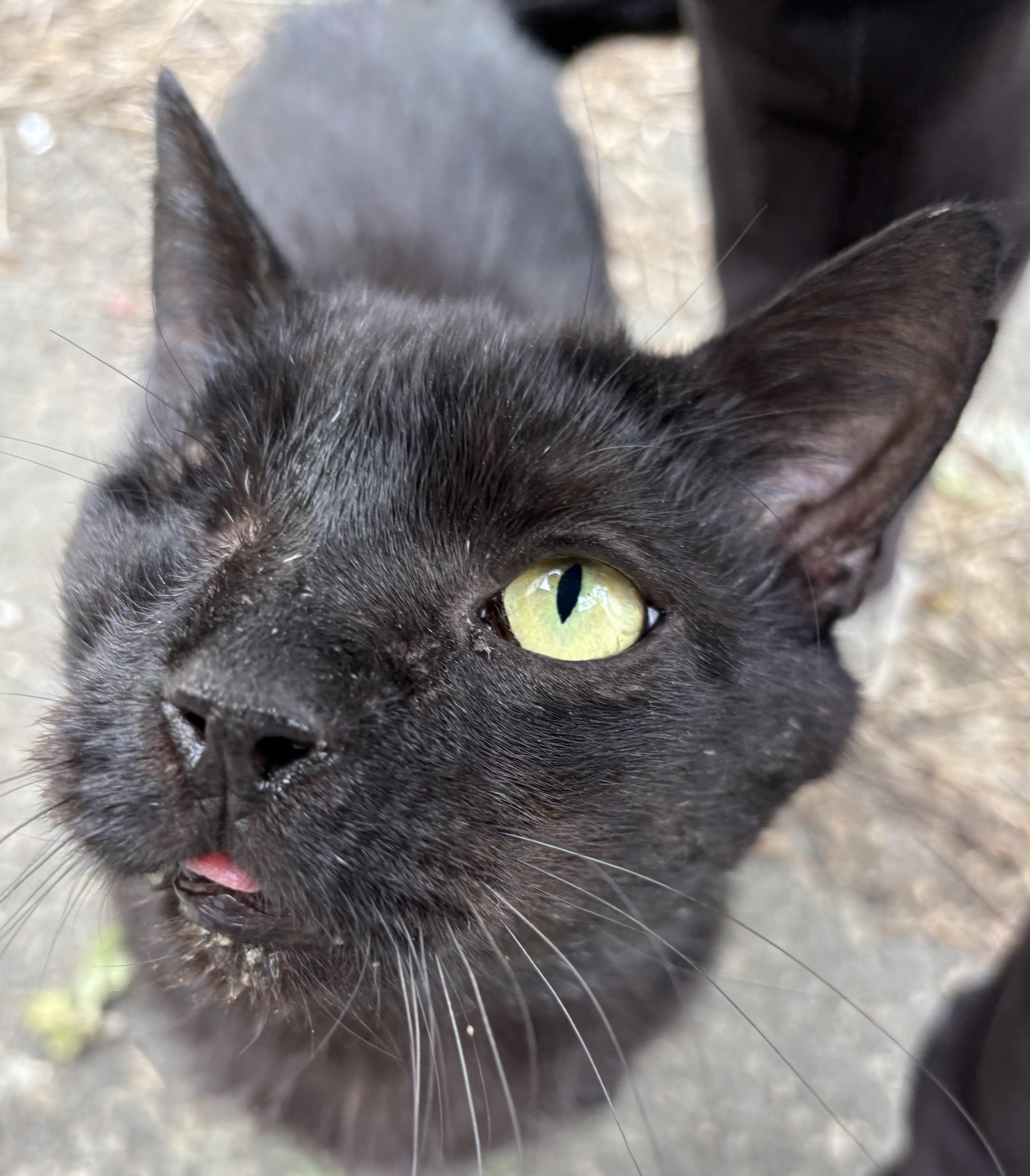 Banjo, a ADOPTABLE Domestic Short Hair in Salem, NH image 1/2