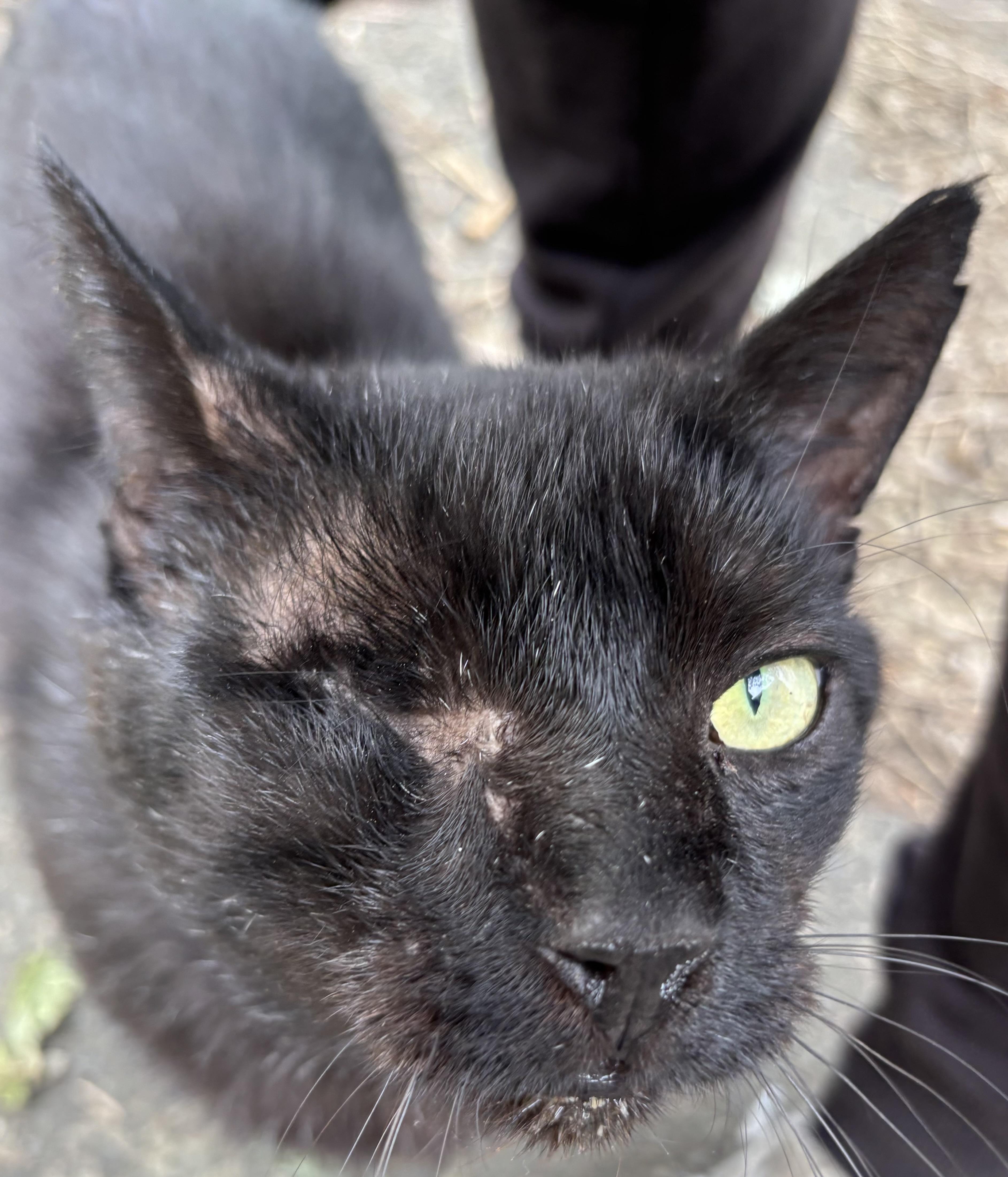 Banjo, a ADOPTABLE Domestic Short Hair in Salem, NH image 2/2