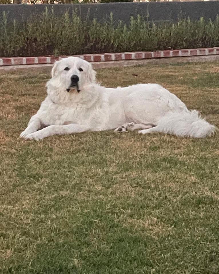 Aslan, a Adoptable Great Pyrenees in Orange, CA image 1/4