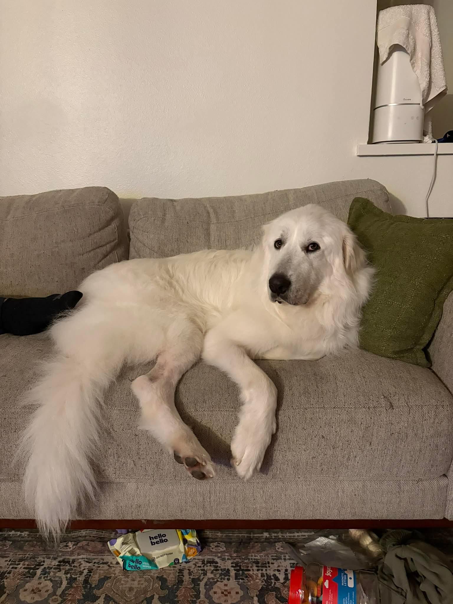 Aslan, a Adoptable Great Pyrenees in Orange, CA image 2/4