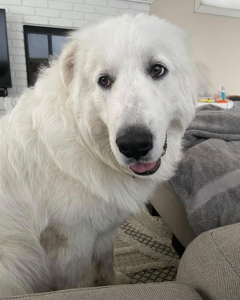Aslan, a Adoptable Great Pyrenees in Orange, CA image 3/4