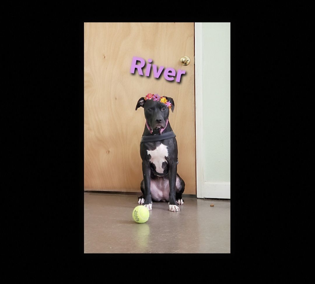 RIVER, Adopted, Young Female American Staffordshire Terrier.