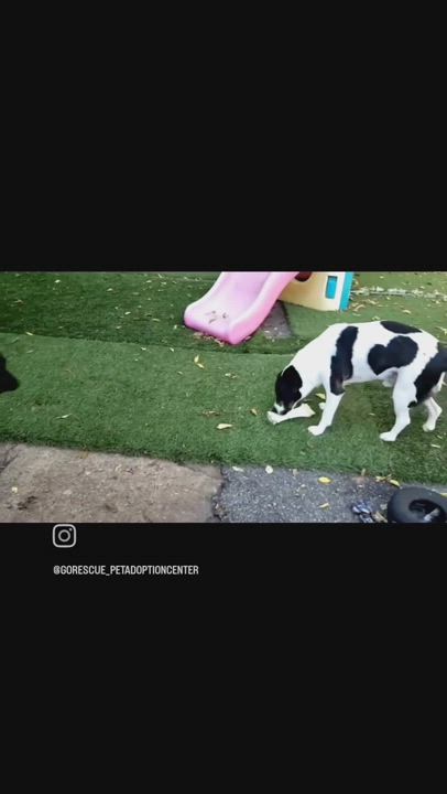 Enlarge RIVER, a Adopted mixed breed in Hampton, VA video 2/2