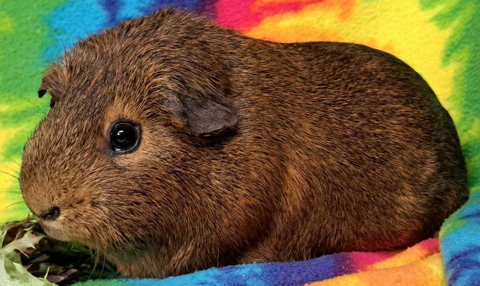 Enlarge Jack, a Adopted Short-Haired in Gary, IN image 1/6