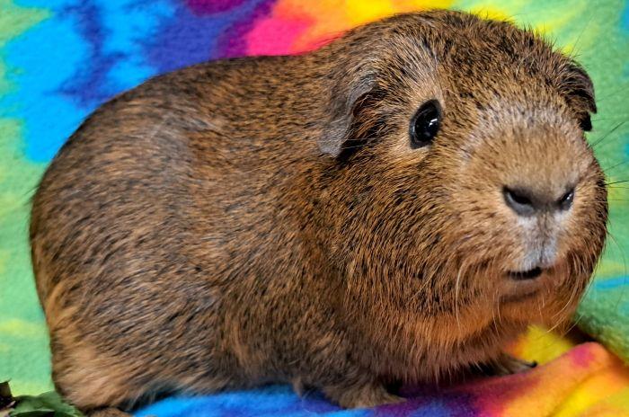 Enlarge Jack, a Adopted Short-Haired in Gary, IN image 2/6