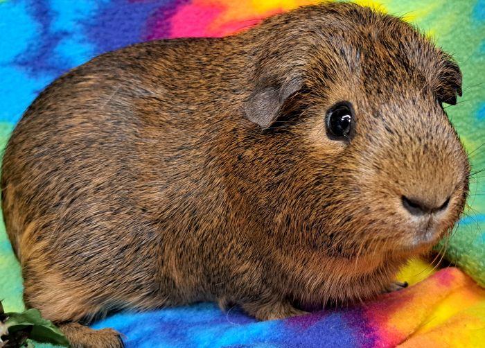 Enlarge Jack, a Adopted Short-Haired in Gary, IN image 3/6