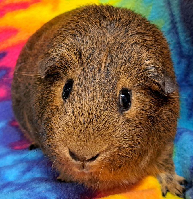 Enlarge Jack, a Adopted Short-Haired in Gary, IN image 4/6