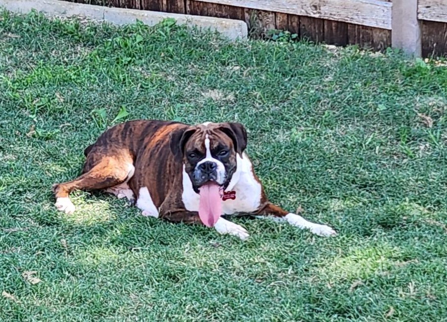 Dog for adoption Biscuit, a Boxer Mix in Twin Falls, ID Petfinder