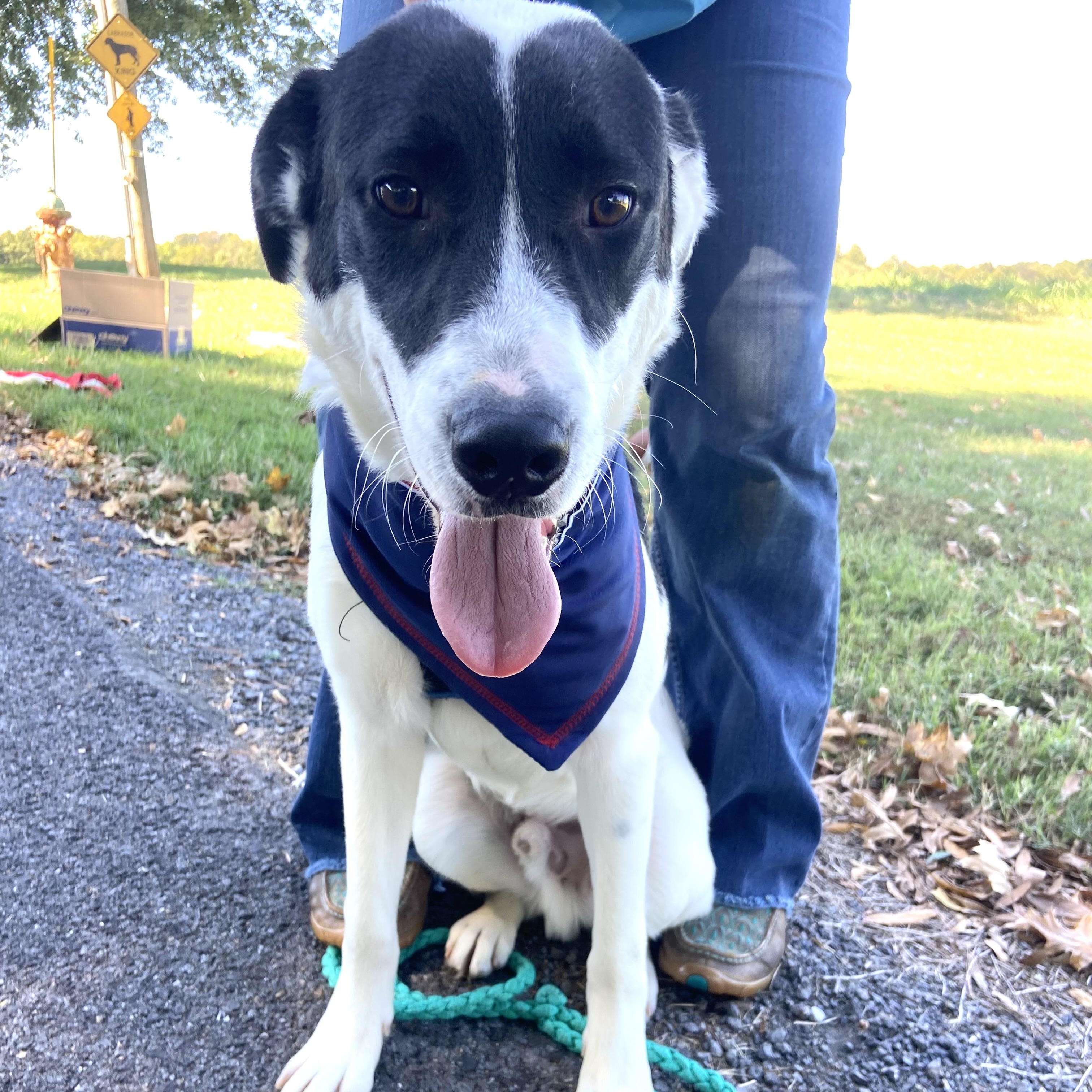 Enlarge Heart-Throb, a Adoptable mixed breed in Woburn, MA image 5/6
